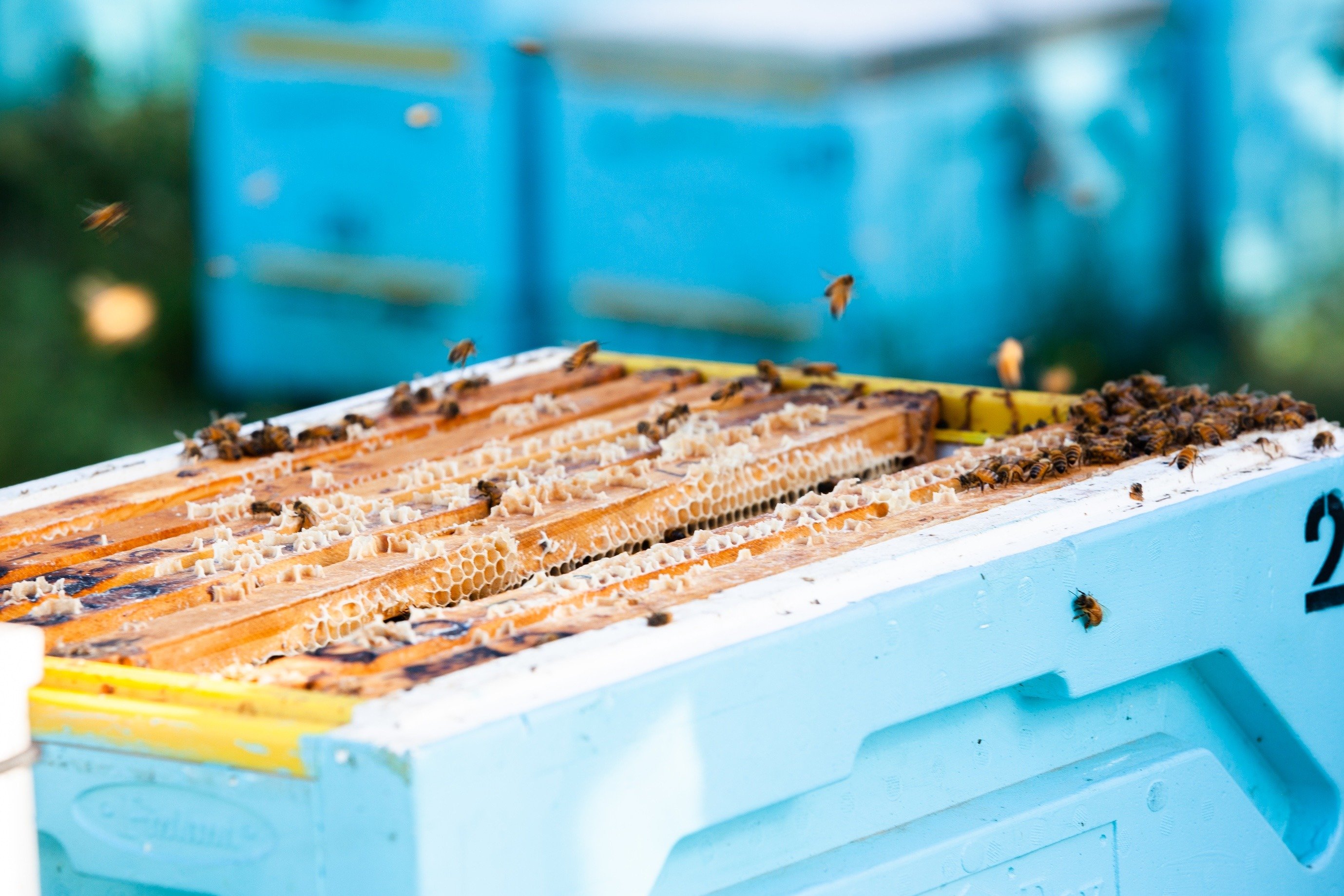 Honey in the Garden Apiary Photos 110922_No (130 of 155)